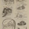 118A5938-medical-anatomie-oreille-nerf Oreille, planche anatomique 1924