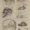 Oreille, planche anatomique 1924