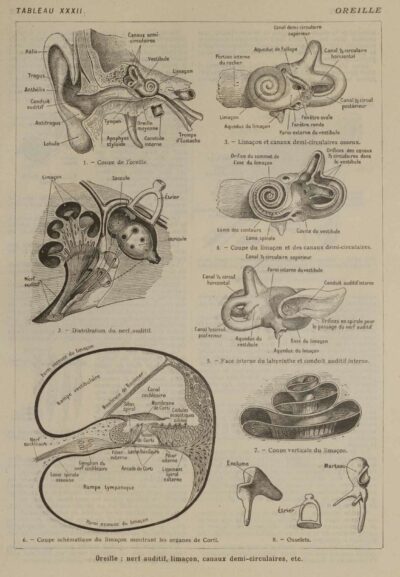 118A5938-medical-anatomie-oreille-nerf Oreille, planche anatomique 1924