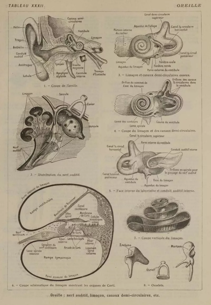 Oreille, planche anatomique 1924