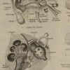 118A5938-medical-anatomie-oreille-nerf Oreille, planche anatomique 1924