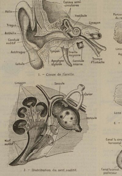 118A5938-medical-anatomie-oreille-nerf Oreille, planche anatomique 1924