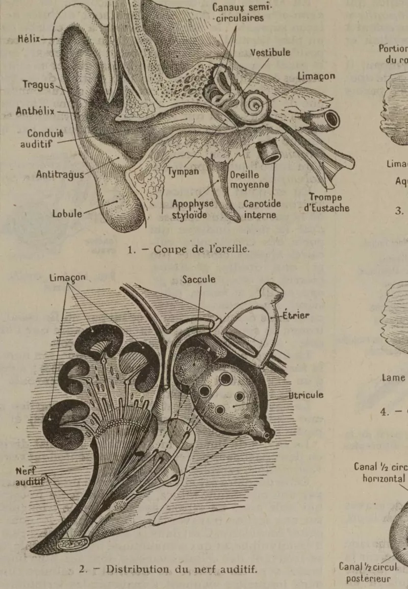 Oreille, planche anatomique 1924