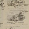118A5938-medical-anatomie-oreille-nerf Oreille, planche anatomique 1924