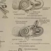 Oreille, planche anatomique 1924