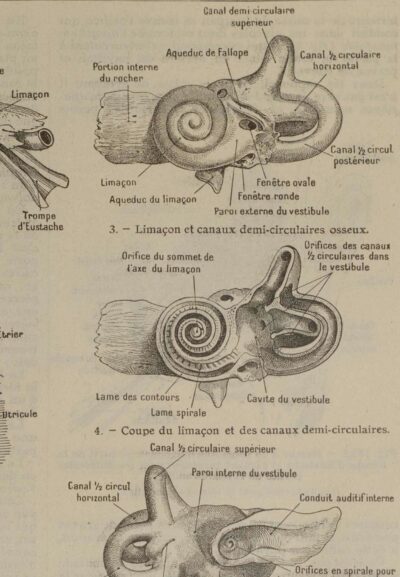 118A5938-medical-anatomie-oreille-nerf Oreille, planche anatomique 1924