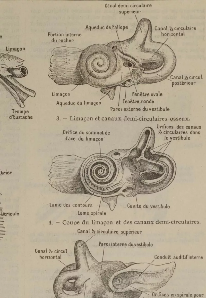 Oreille, planche anatomique 1924
