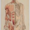 Anatomie du corps humain, planche anatomique interactive 1924