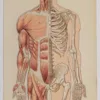 Anatomie du corps humain, planche anatomique interactive 1924