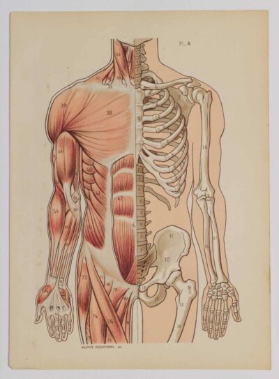 Anatomie du corps humain, planche anatomique interactive 1924