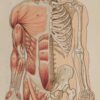 Anatomie du corps humain, planche anatomique interactive 1924