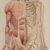 Anatomie du corps humain, planche anatomique interactive 1924