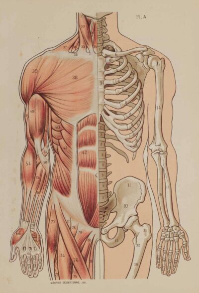 Anatomie du corps humain, planche anatomique interactive 1924