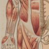Anatomie du corps humain, planche anatomique interactive 1924