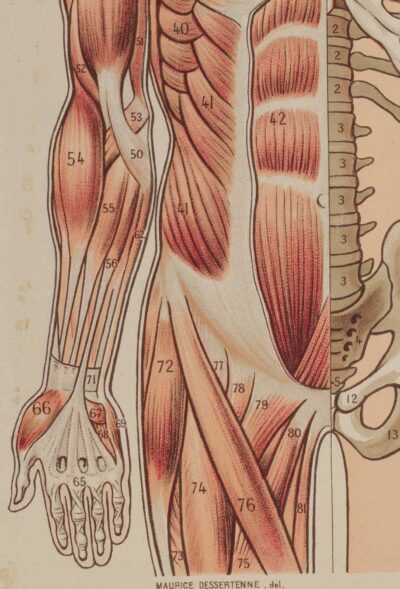 Anatomie du corps humain, planche anatomique interactive 1924