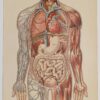 Anatomie du corps humain, planche anatomique interactive 1924