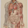 Anatomie du corps humain, planche anatomique interactive 1924