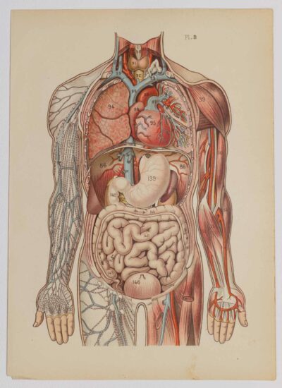 Anatomie du corps humain, planche anatomique interactive 1924