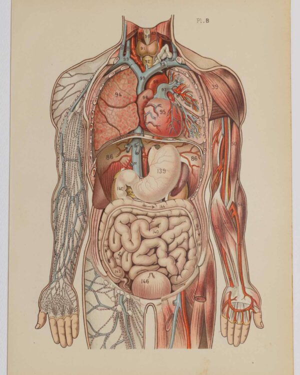 Anatomie du corps humain, planche anatomique interactive 1924