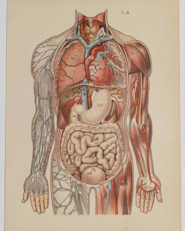 118A5941-medical-anatomie-corps-b Anatomie du corps humain, planche anatomique interactive 1924