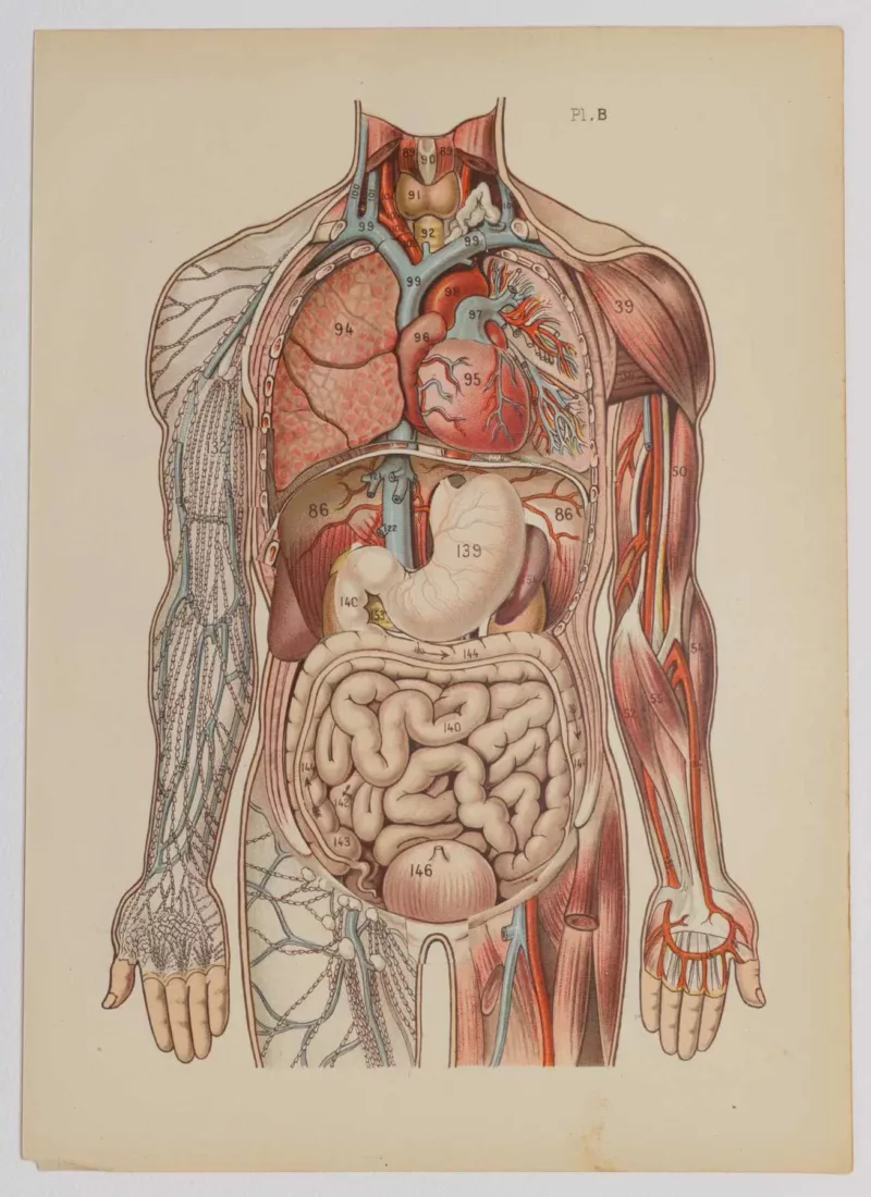 Anatomie du corps humain, planche anatomique interactive 1924