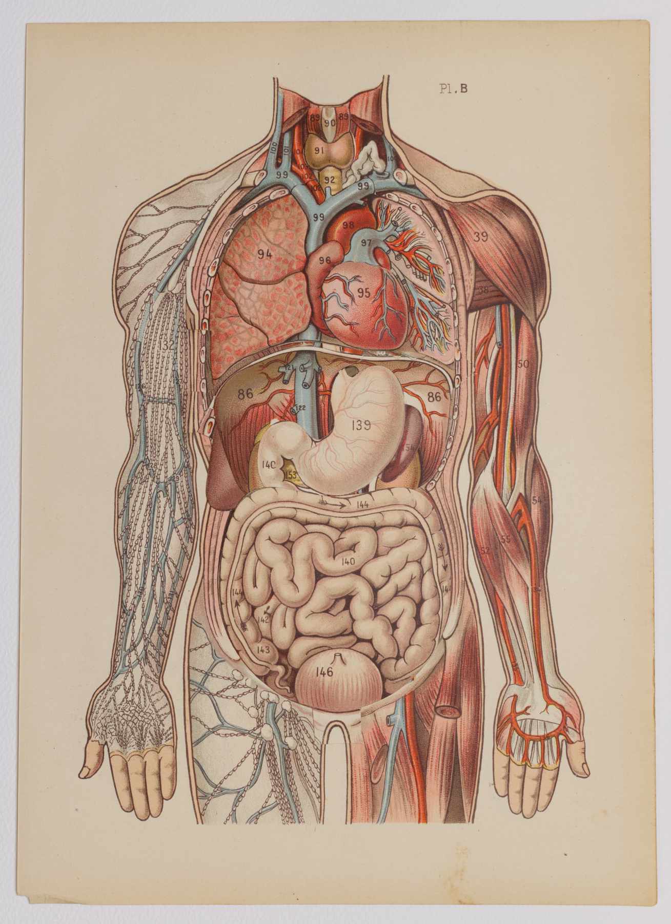 Planche médicale et anatomique ancienne
