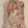 Anatomie du corps humain, planche anatomique interactive 1924