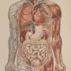 Anatomie du corps humain, planche anatomique interactive 1924