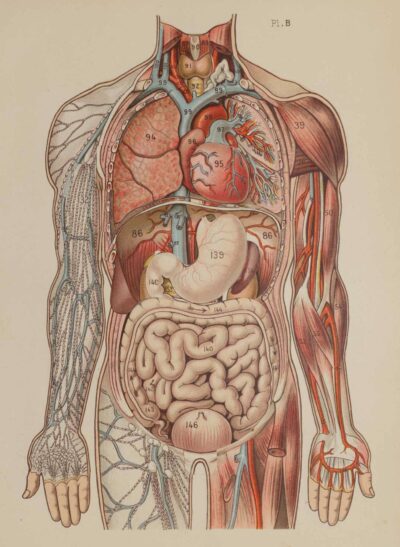 Anatomie du corps humain, planche anatomique interactive 1924