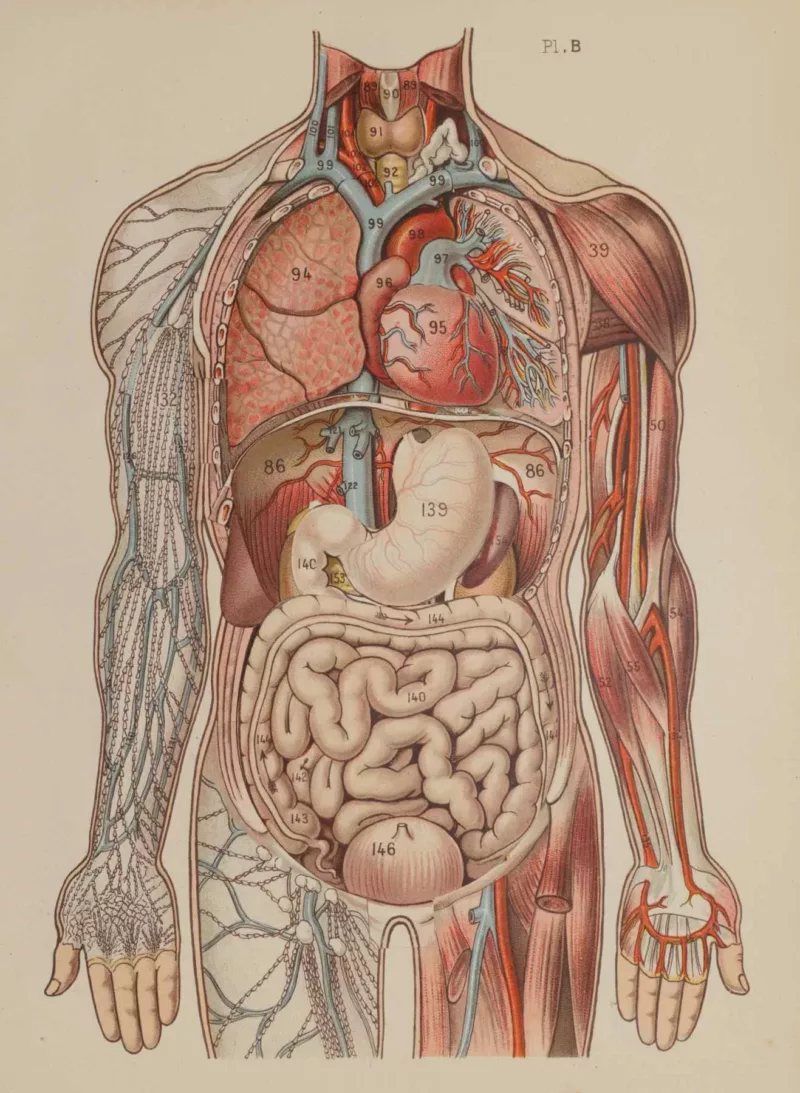 Anatomie du corps humain, planche anatomique interactive 1924