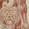 Anatomie du corps humain, planche anatomique interactive 1924