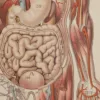 Anatomie du corps humain, planche anatomique interactive 1924
