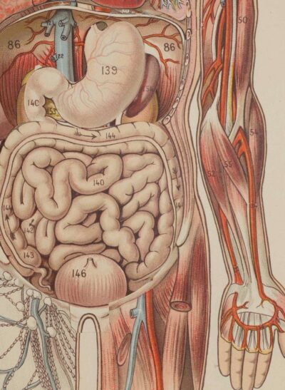 Anatomie du corps humain, planche anatomique interactive 1924