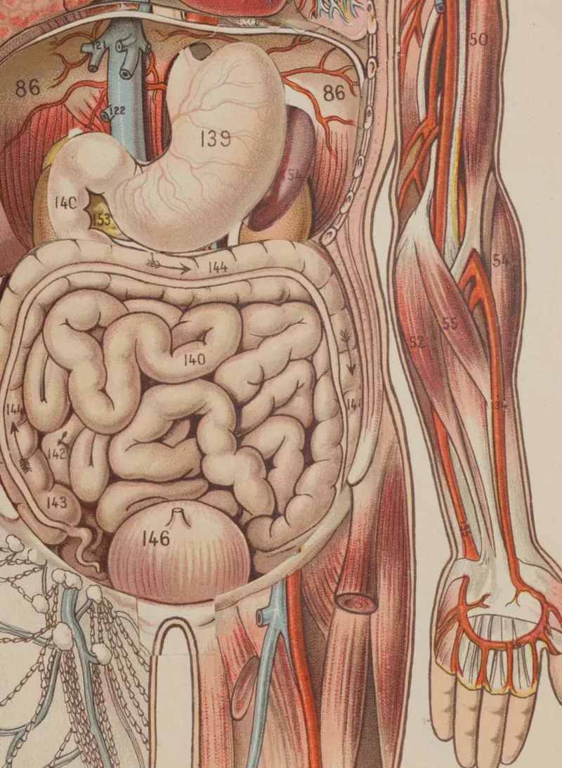 Anatomie du corps humain, planche anatomique interactive 1924