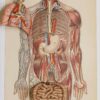 Anatomie du corps humain, planche anatomique interactive 1924