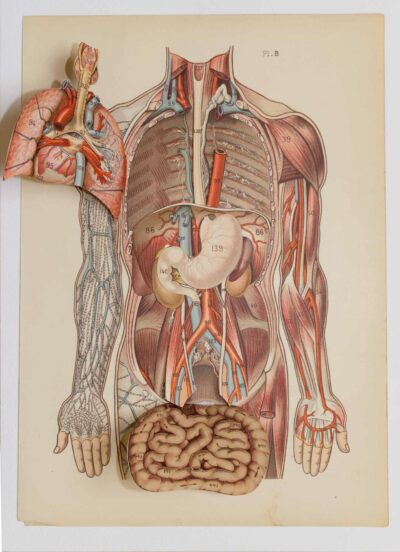 Anatomie du corps humain, planche anatomique interactive 1924