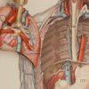 Anatomie du corps humain, planche anatomique interactive 1924