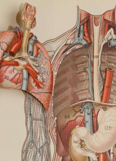 Anatomie du corps humain, planche anatomique interactive 1924