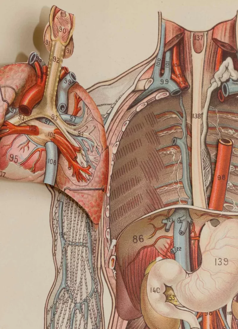 Anatomie du corps humain, planche anatomique interactive 1924