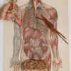 Anatomie du corps humain, planche anatomique interactive 1924