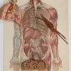 Anatomie du corps humain, planche anatomique interactive 1924