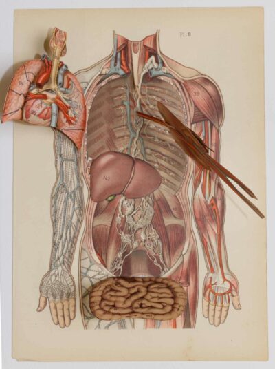 Anatomie du corps humain, planche anatomique interactive 1924