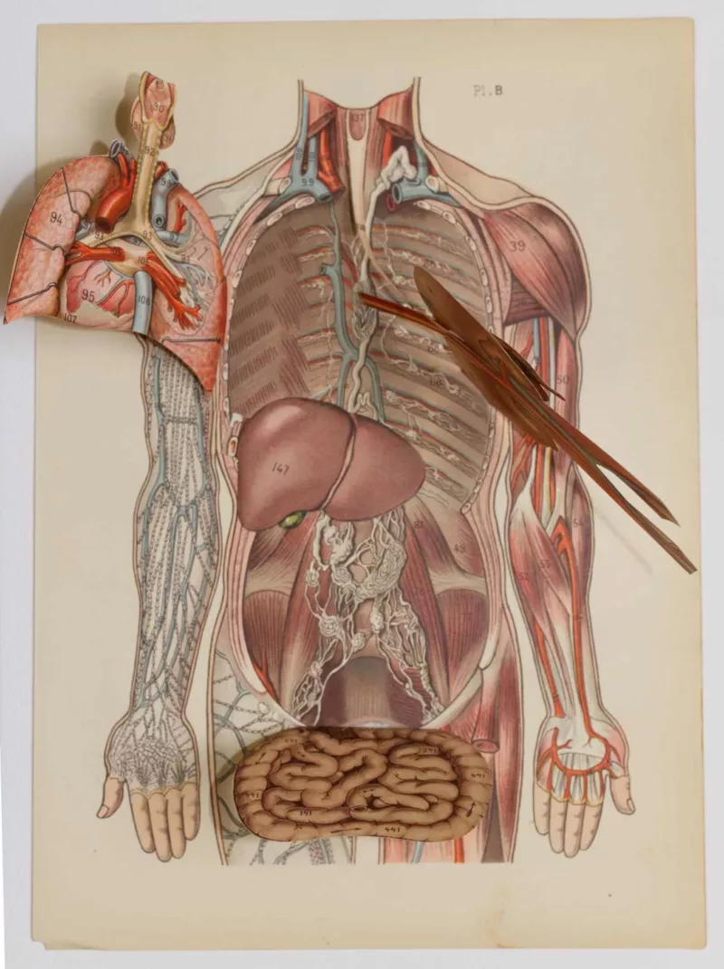 Anatomie du corps humain, planche anatomique interactive 1924