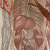 Anatomie du corps humain, planche anatomique interactive 1924