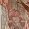 Anatomie du corps humain, planche anatomique interactive 1924