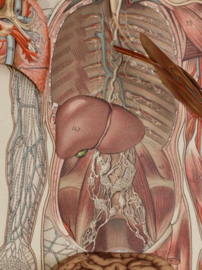 Anatomie du corps humain, planche anatomique interactive 1924