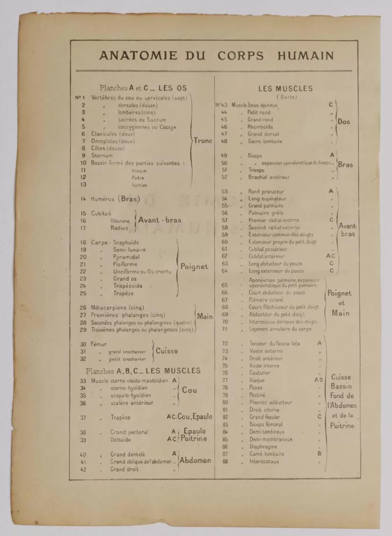 Anatomie du corps humain, planche anatomique interactive 1924