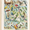 Oiseaux du monde, planche d’Adolphe Millot 1932 – planche ancienne entière
