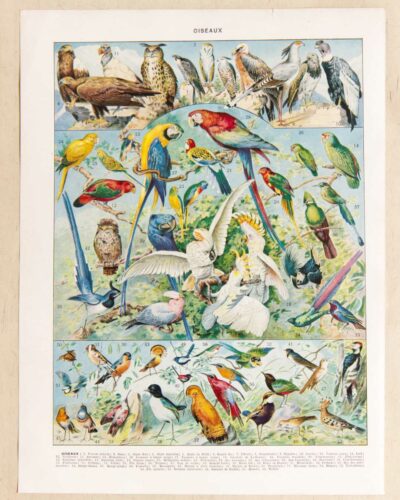 Oiseaux du monde, planche d’Adolphe Millot 1932