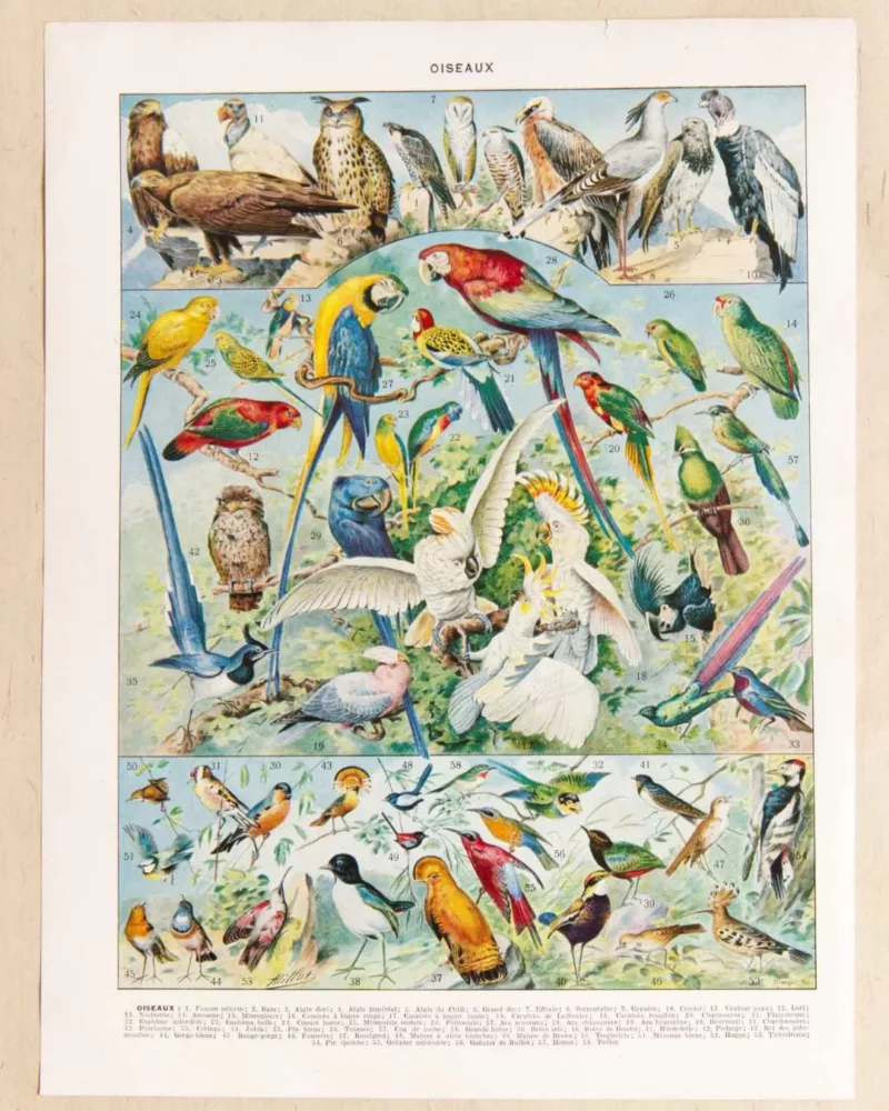 Oiseaux du monde, planche d’Adolphe Millot 1932 – planche ancienne entière